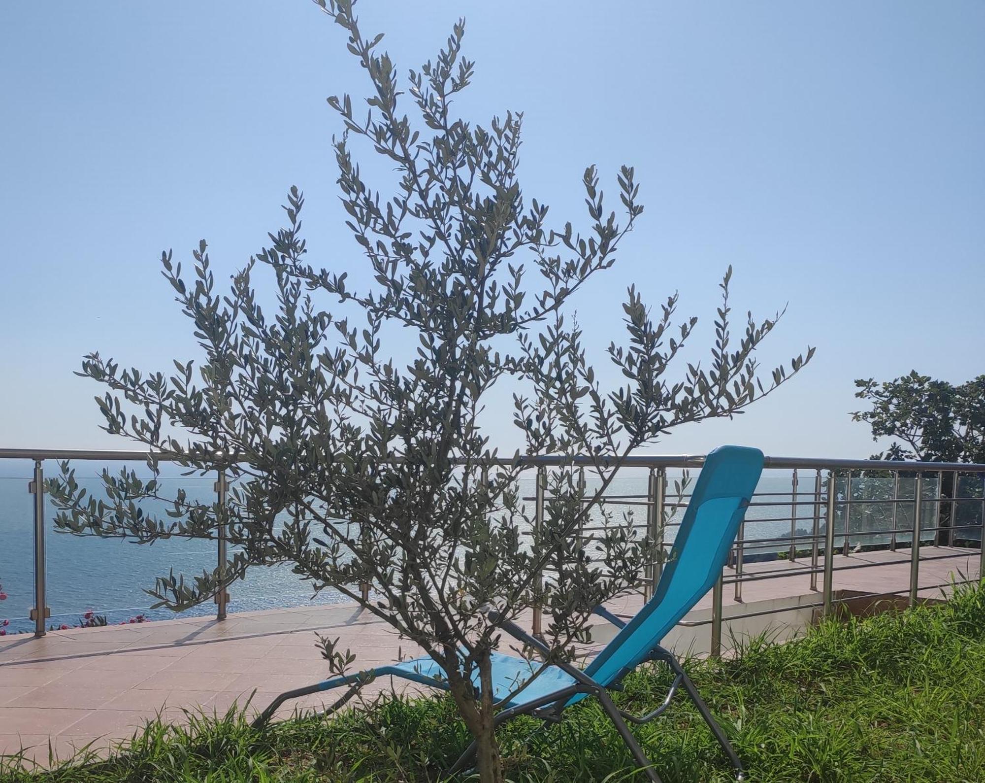 Apartment Oliva Ulcinj Exterior photo